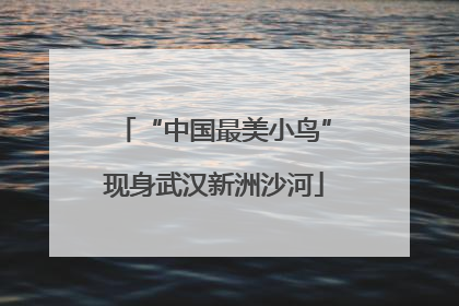 “中国最美小鸟”现身武汉新洲沙河