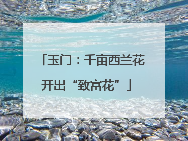 玉门：千亩西兰花开出“致富花”