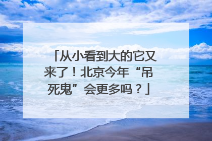 从小看到大的它又来了！北京今年“吊死鬼”会更多吗？