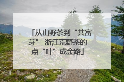 从山野茶到“共富芽” 浙江荒野茶的点“叶”成金路