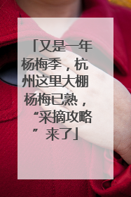 又是一年杨梅季，杭州这里大棚杨梅已熟，“采摘攻略”来了