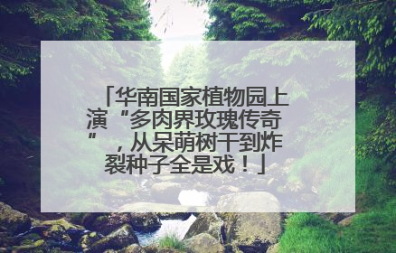 华南国家植物园上演“多肉界玫瑰传奇”，从呆萌树干到炸裂种子全是戏！