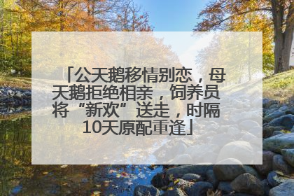 公天鹅移情别恋，母天鹅拒绝相亲，饲养员将“新欢”送走，时隔10天原配重逢