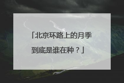 北京环路上的月季到底是谁在种？