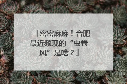 密密麻麻！合肥最近频现的“虫卷风”是啥？