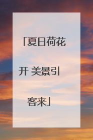 夏日荷花开 美景引客来