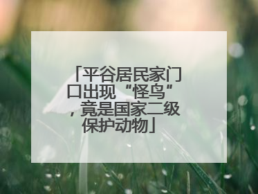 平谷居民家门口出现“怪鸟”，竟是国家二级保护动物