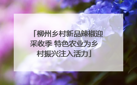 柳州乡村新品辣椒迎采收季 特色农业为乡村振兴注入活力