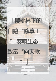 樱桃林下的白鹅“除草工” 奏响生态致富“向天歌”