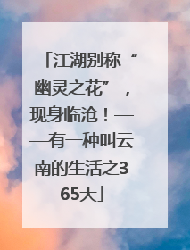 江湖别称“幽灵之花”，现身临沧！——有一种叫云南的生活之365天