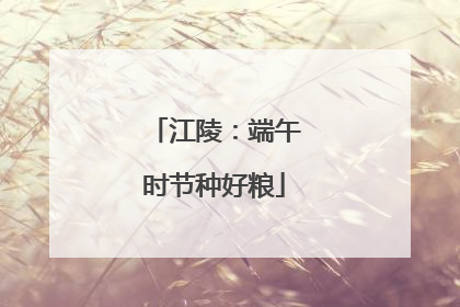 江陵：端午时节种好粮
