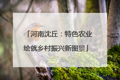河南沈丘：特色农业绘就乡村振兴新图景