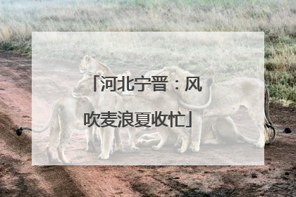 河北宁晋：风吹麦浪夏收忙