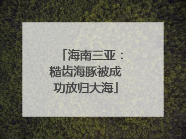 海南三亚：糙齿海豚被成功放归大海