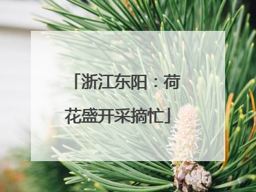 浙江东阳：荷花盛开采摘忙