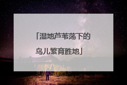 湿地芦苇荡下的鸟儿繁育胜地