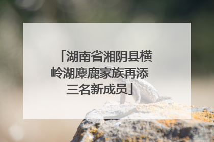 湖南省湘阴县横岭湖麋鹿家族再添三名新成员