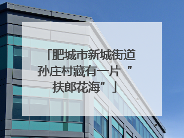 肥城市新城街道孙庄村藏有一片“扶郎花海”