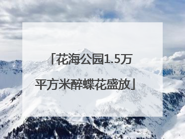 花海公园1.5万平方米醉蝶花盛放