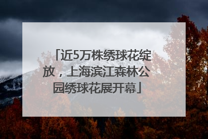 近5万株绣球花绽放，上海滨江森林公园绣球花展开幕