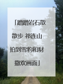 蹭蹭岩石散散步 祁连山拍到雪豹和豺撒欢画面