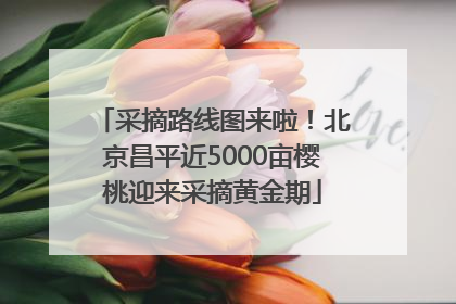 采摘路线图来啦！北京昌平近5000亩樱桃迎来采摘黄金期