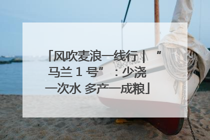 风吹麦浪一线行｜“马兰 1 号”：少浇一次水 多产一成粮