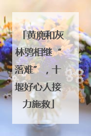黄麂和灰林鸮相继“落难”，十堰好心人接力施救